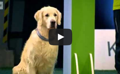 Hilarious Golden Retriever Really Wants To Race But.. First Things First.