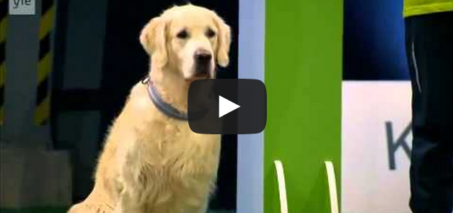 Hilarious Golden Retriever Really Wants To Race But.. First Things First.