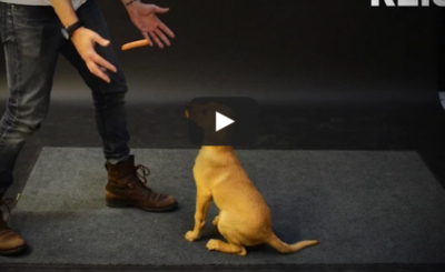 How Dogs React to Levitating Wiener