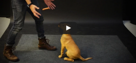 How Dogs React to a Levitating Wiener