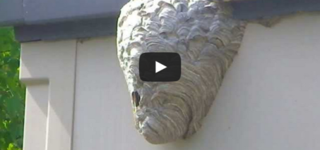 How to terminate hornets and wasps with a garden hose