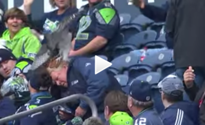 Huge Bird Lands On Fan's Head At Seattle Seahawks