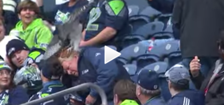 Huge Bird Lands On Fan's Head At Seattle Seahawks Game
