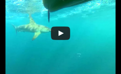 Huge Hammerhead Shark Stalks Kayakers for 2 Miles