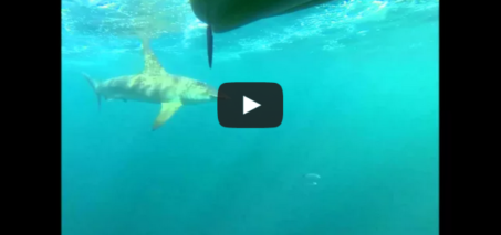 Huge Hammerhead Shark Stalks Kayakers for 2 Miles