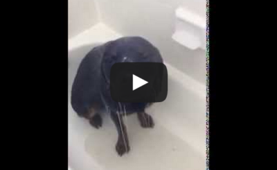 Lena the Rottweiler LOVES to take showers!