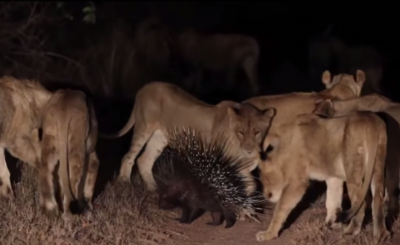 Lions vs Porcupine - Londolozi TV