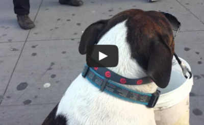 New York Post video of a dog begging for tips in NYC