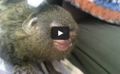 Nininta the Pygmy Marmoset Gets A Toothbrush Massage