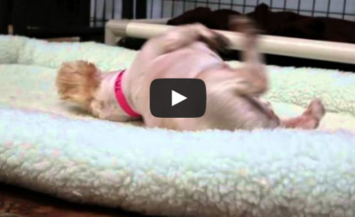 Puppy Mill Dog experiences a bed for the first time in her life