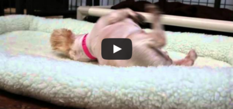 Puppy Mill Dog experiences a bed for the first time in her life