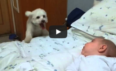 Puppy tries his best to see newborn baby