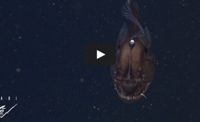 The anglerfish: The original approach to deep-sea fishing