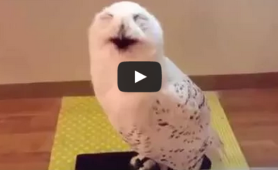 This laughing owl will make you forget about your problems