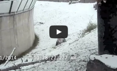 Toronto Zoo Giant Panda Tumbles In The Snow