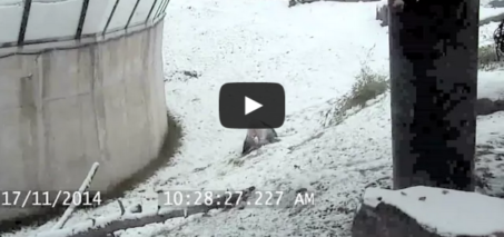 Toronto Zoo Giant Panda Tumbles In The Snow