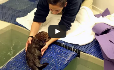 Welcome Pup 681! Orphaned Sea Otter Rescue