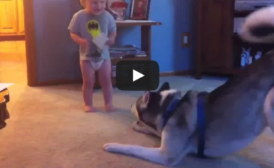 Baby and Husky, Deep in Conversation