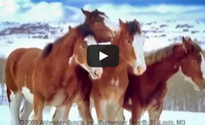 Budweiser Clydesdale Horses Snowball Fight