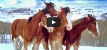 Budweiser Clydesdale Horses Snowball Fight