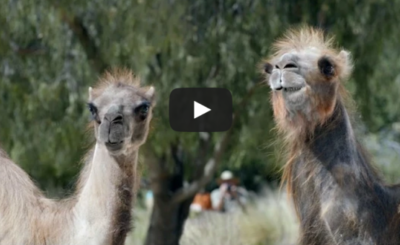 Camels: It's What You Do - GEICO