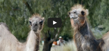 Camels: It's What You Do - GEICO