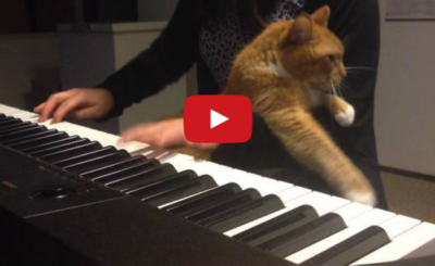 Cat Piano - Kitty gets Jealous of the Piano