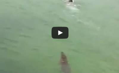 Crocodile Chases a Boy Swimming in the Water