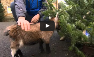 Cute baby Benjamin the orphan pygmy goat in Yorkshire