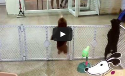 Dancing, Marching & Jumping Choco Poodle Dog