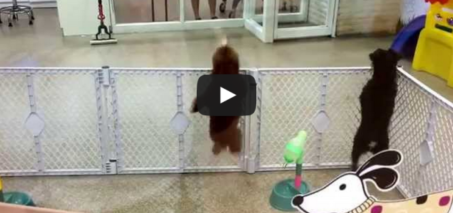 Dancing, Marching & Jumping Choco Poodle Dog