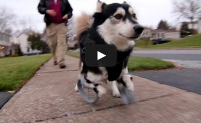 Derby the dog: Running on 3D Printed Prosthetics