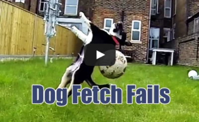 Dog Fetch Fails Compilation