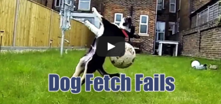 Dog Fetch Fails Compilation