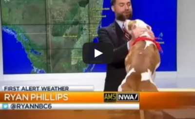 Dog interrupts live weather report at Miami TV station