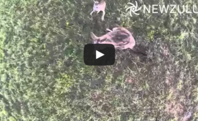 Drone vs Kangaroo