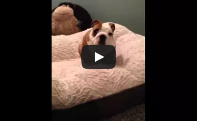 English Bulldog puppy loves his new bed