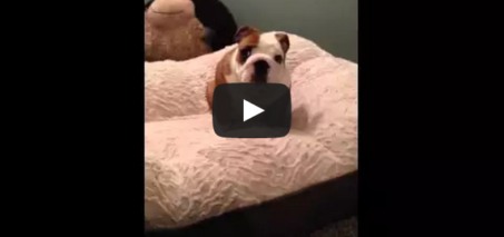 English Bulldog puppy loves his new bed