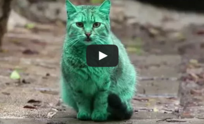 Feline a little green! Meet the GREEN cat of Bulgaria