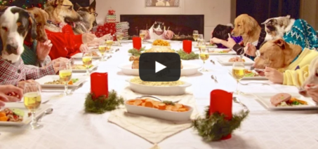 Freshpet Holiday Feast - 13 Dogs and 1 Cat Eating with Human Hands