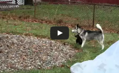 Husky puppy doesn't trust plastic bag