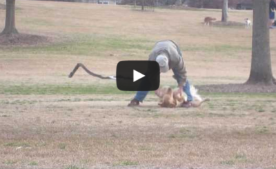 Lazy Dog Doesn't Want To Leave The Park