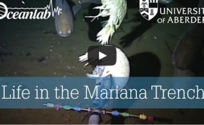 Life in the Mariana Trench