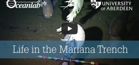 Life in the Mariana Trench - Deep Sea Video Camera