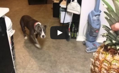 Pit bull is terrified of pineapple