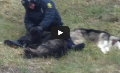 Police officer sits in the cold with lost dogs until help arrives