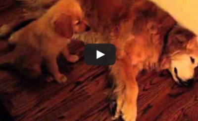 Puppy Golden Retriever Comforts Older Dog During Nightmare