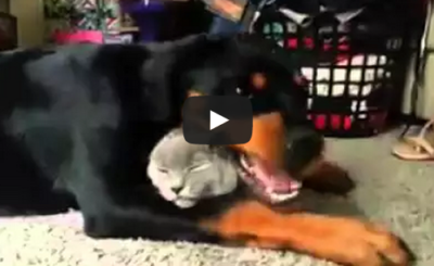 Rottweiler loves the cat so much