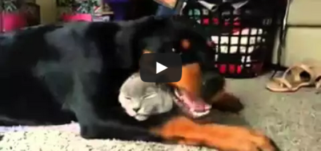 Rottweiler loves the cat so much