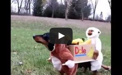 Two Monkeys Carrying a Box of Bananas Dog Costume